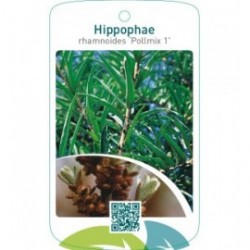 Hippophae rhamnoides ‘Pollmix 1’
