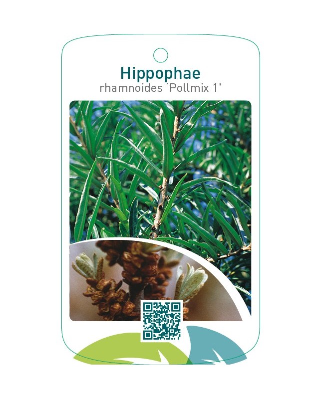 Hippophae rhamnoides ‘Pollmix 1’