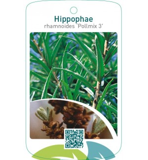 Hippophae rhamnoides ‘Pollmix 3’