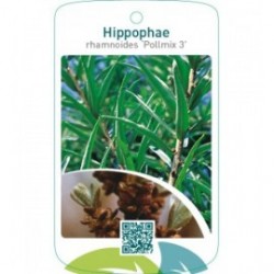 Hippophae rhamnoides ‘Pollmix 3’