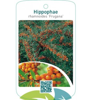 Hippophae rhamnoides ‘Frugana’