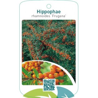 Hippophae rhamnoides ‘Frugana’
