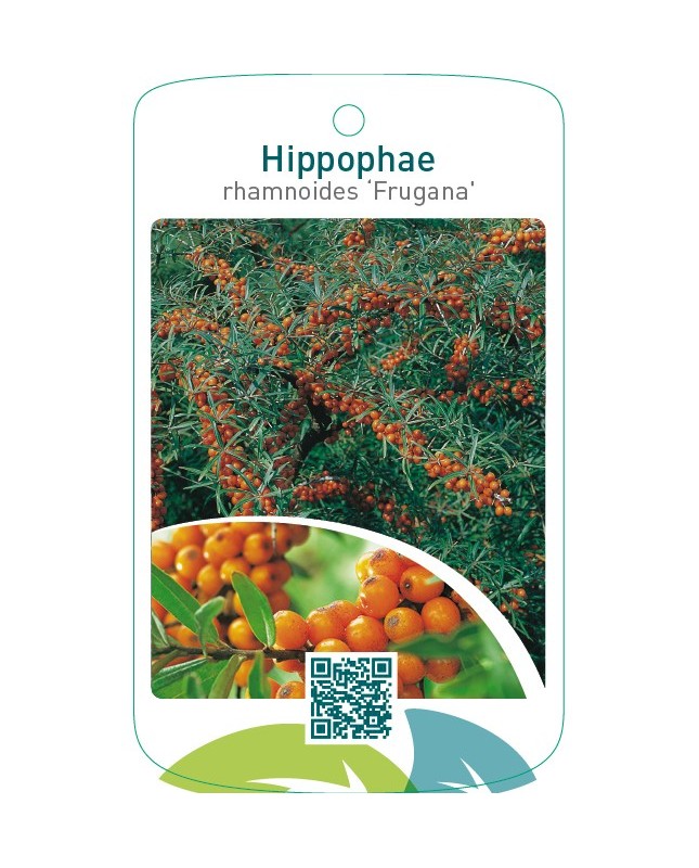 Hippophae rhamnoides ‘Frugana’