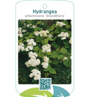 Hydrangea arborescens ‘Grandiflora’
