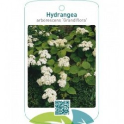 Hydrangea arborescens ‘Grandiflora’