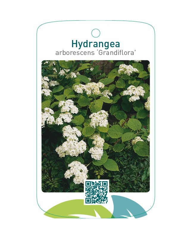 Hydrangea arborescens ‘Grandiflora’