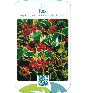 Ilex aquifolium ‘Rubricaulis Aurea’