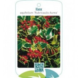 Ilex aquifolium ‘Rubricaulis Aurea’