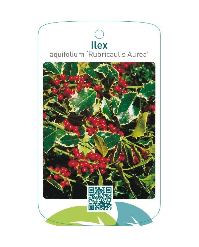 Ilex aquifolium ‘Rubricaulis Aurea’