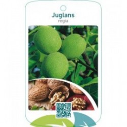 Juglans regia