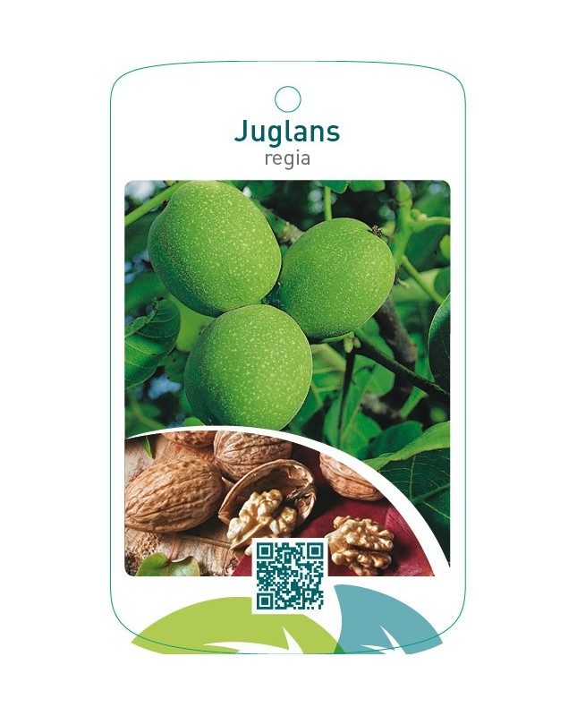 Juglans regia