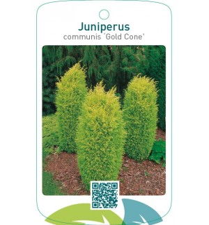 Juniperus communis ‘Gold Cone’