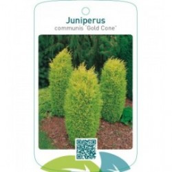 Juniperus communis ‘Gold Cone’