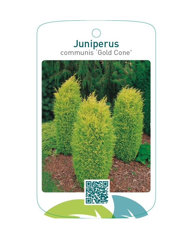 Juniperus communis ‘Gold Cone’