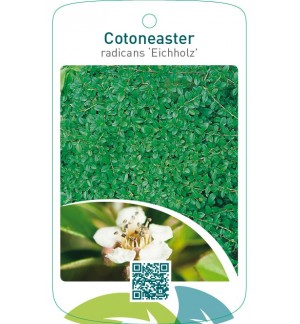 Cotoneaster radicans ‘Eichholz’