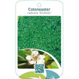 Cotoneaster radicans ‘Eichholz’