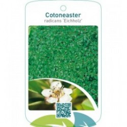 Cotoneaster radicans ‘Eichholz’