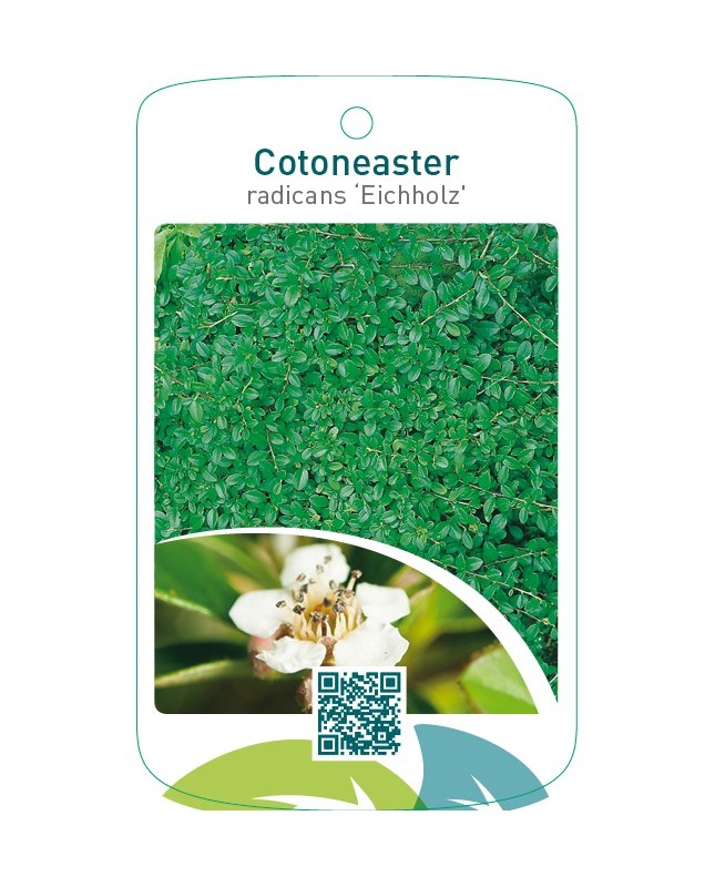 Cotoneaster radicans ‘Eichholz’