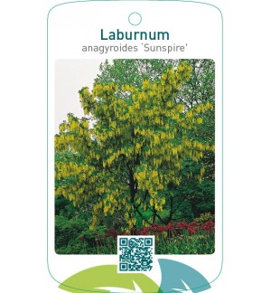 Laburnum anagyroides ‘Sunspire’