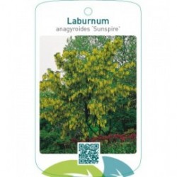 Laburnum anagyroides ‘Sunspire’