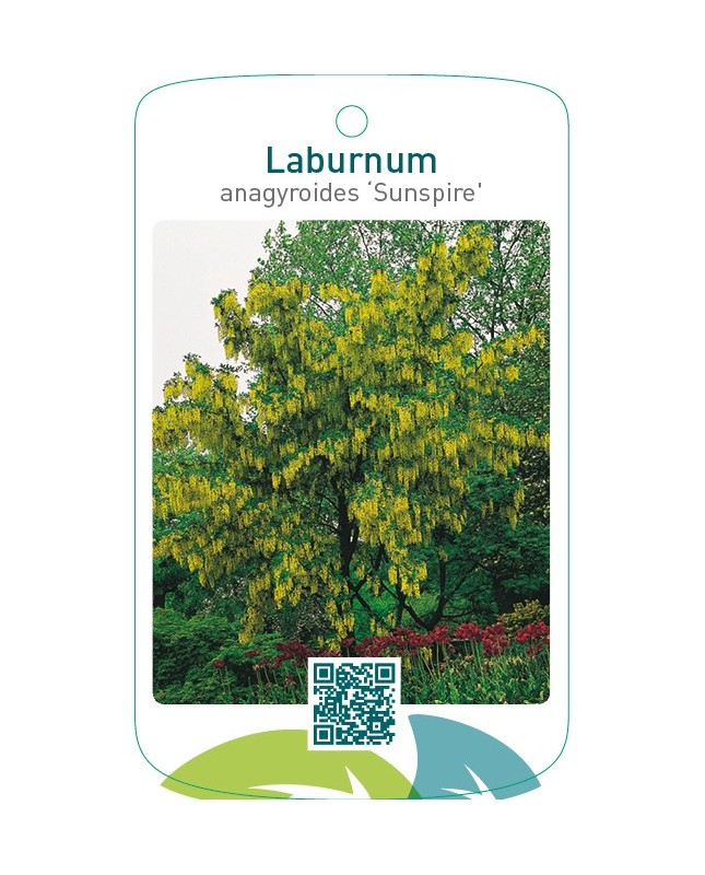 Laburnum anagyroides ‘Sunspire’