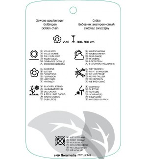 Etichette di Laburnum anagyroidis ‘Sunspire’ *