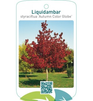 Liquidambar styraciflua ‘Autum Color Globe’