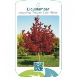 Liquidambar styraciflua ‘Autum Color Globe’
