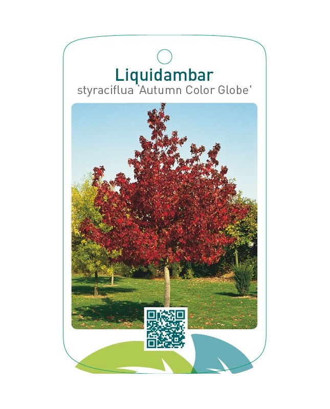 Liquidambar styraciflua ‘Autum Color Globe’