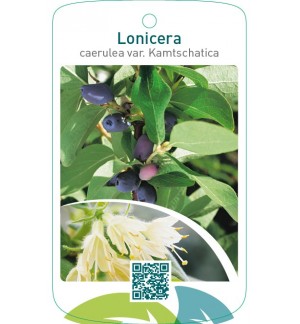 Lonicera kamtschatica