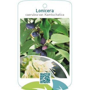 Lonicera kamtschatica