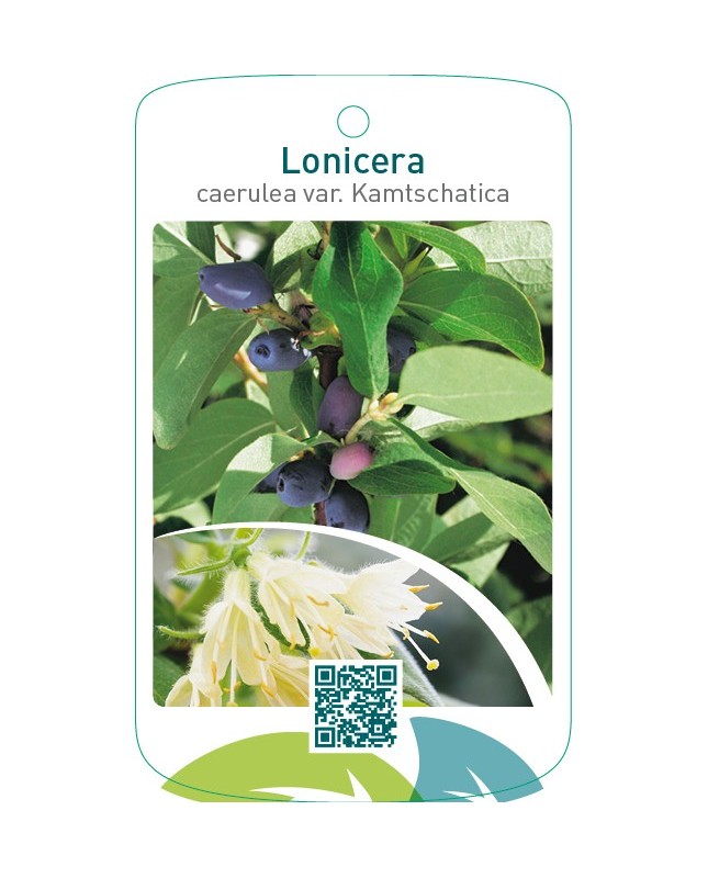 Lonicera kamtschatica