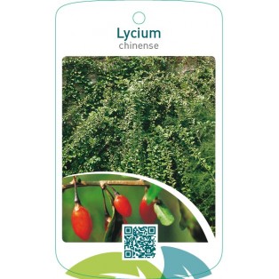 Lycium chinense