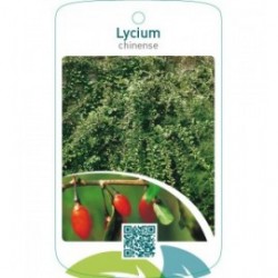 Lycium chinense