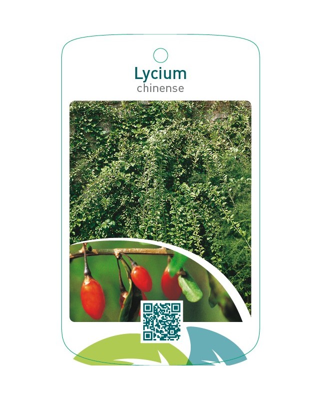 Lycium chinense