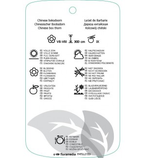 Etichette di Lycium chinense *