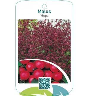 Malus ‘Hopa’