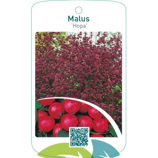 Malus ‘Hopa’