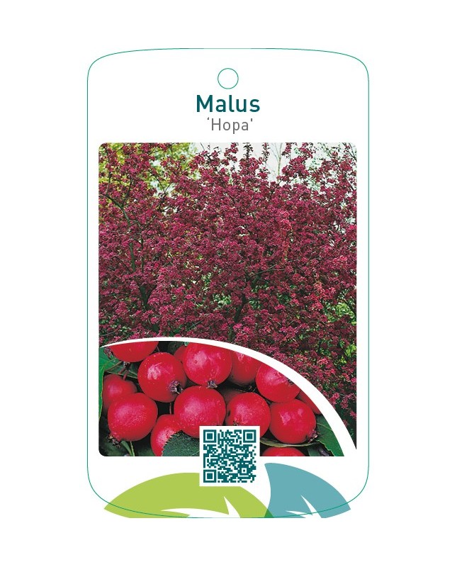 Malus ‘Hopa’