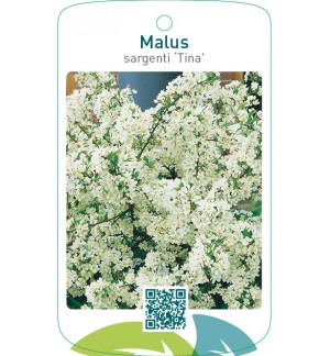 Malus sargenti ‘Tina’