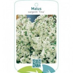 Malus sargenti ‘Tina’