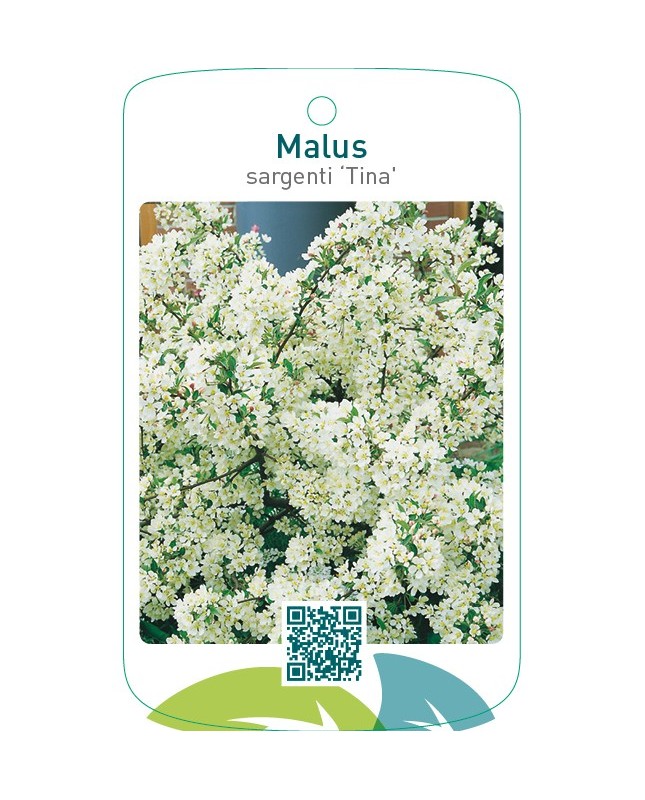Malus sargenti ‘Tina’
