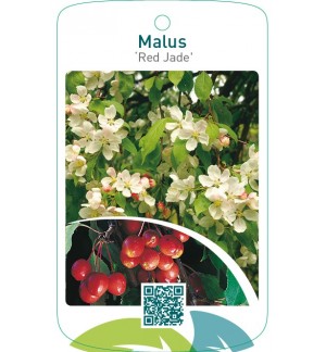 Malus ‘Red Jade’
