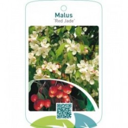 Malus ‘Red Jade’