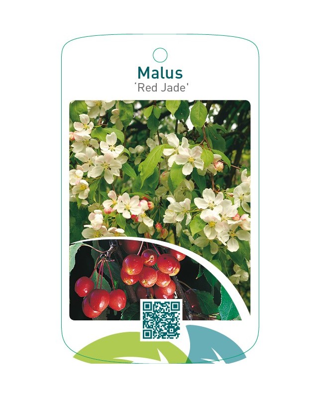 Malus ‘Red Jade’