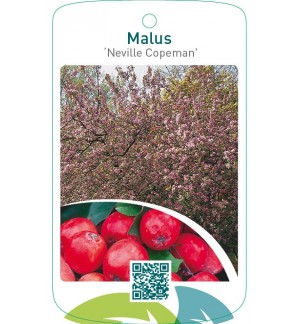 Malus ‘Neville Copeman’