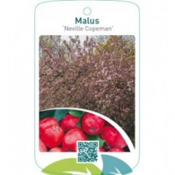 Malus ‘Neville Copeman’