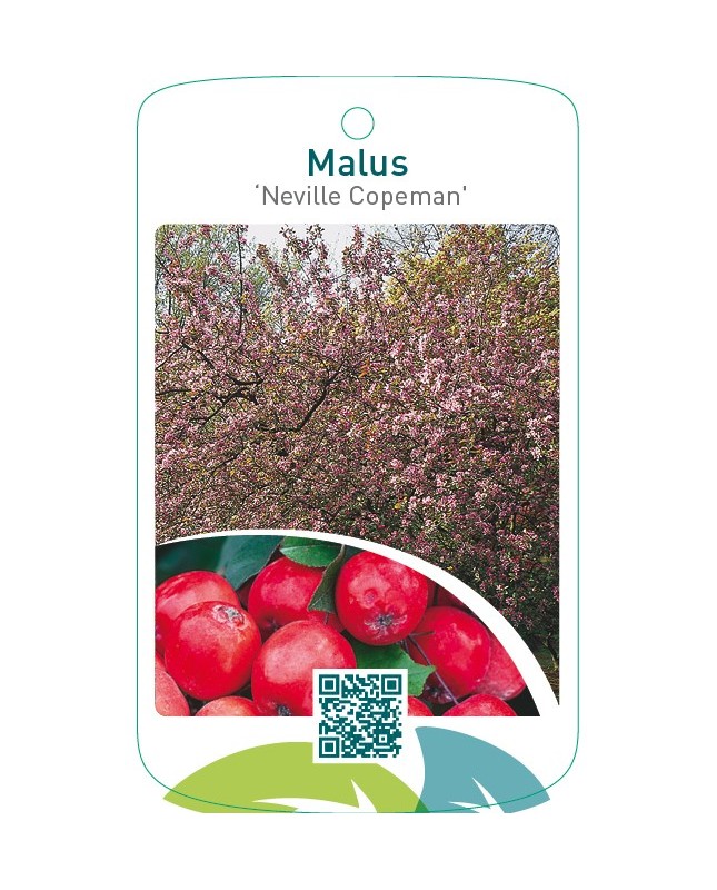 Malus ‘Neville Copeman’