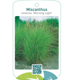 Miscanthus sinensis ‘Morning Light’