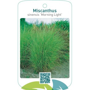 Miscanthus sinensis ‘Morning Light’
